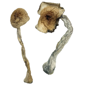 Buy Quezon Magic Mushrooms
